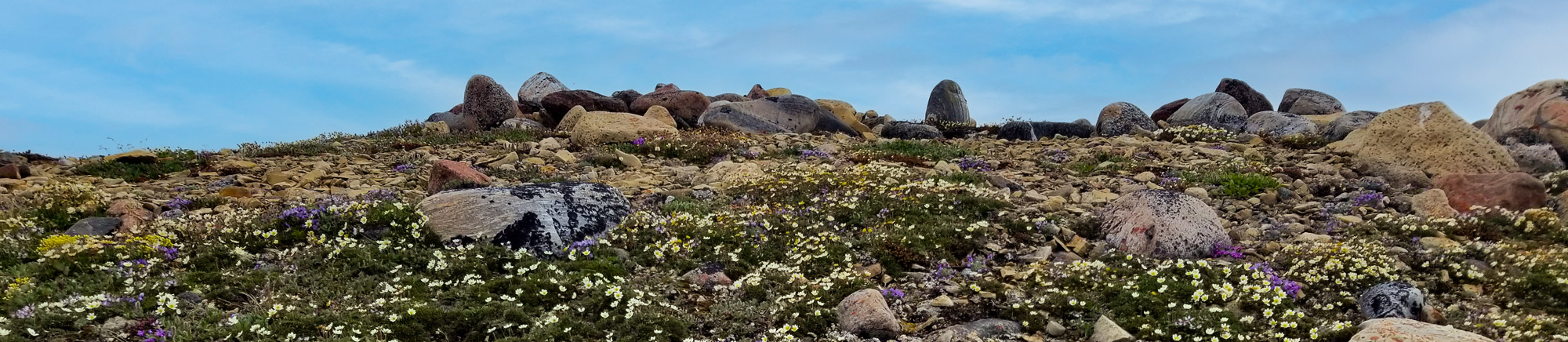 Kitikmeot wildflowers grow on rocky landscape
